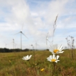 Kopretina (Leucanthemum)