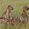 Kea - Masai Mara - Hyena skvrnit (Crocuta crocuta Erxleben)