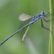 dlatka pskovan (Common Spreadwing)