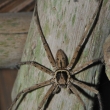 Peru - NR Pacaya Samiria - pavouk