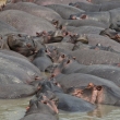 Tanznie - NP Serengeti - Hroch obojiveln (Hippopotamus amphibius)