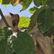 Peru - NP Manu - lenochod hndokrk (Bradypus variegatus)