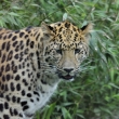 ZOO s nad Labem - levhart mandusk (Panthera pardus orientalis)