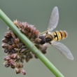 Pestenka pruhovan (Episyrphus balteatus)