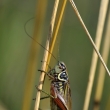 kobylka Metrioptera roeselii