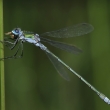 dlatka pskovan (Common Spreadwing)