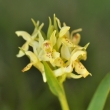 prstnatec bezov (Dactylorhiza sambucina)