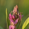 prstnatec bezov (Dactylorhiza sambucina)