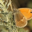 Ok pohkov (Coenonympha pamphilus)