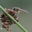 Pestenka pruhovan (Episyrphus balteatus)