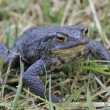 ropucha obecn (Bufo bufo)