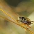 kobylka Metrioptera roeselii