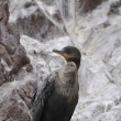 Peru - Nrodn rezervace Ballestsk ostrovy - kormorn gunov (Phalacrocorax bougainvillii)