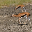 Kea - NP Nakuru - Gazela Thomsonova (Gazella thomsonii)
