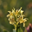 prstnatec bezov (Dactylorhiza sambucina)