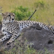 Kea - Masai Mara - Gepard thl (Acinonyx jubatus)