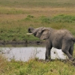 Tanznie - NP Serengeti - Slon africk (Loxodonta africana)