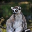 Lemur kata - ZOO Praha