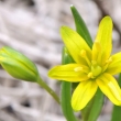 Kivatec lut (Gagea lutea)