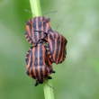 NPR Soos - Knice pskovan (Graphosoma lineatum)