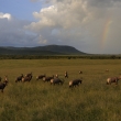 Kea - Masai Mara - Buvolec modr (Damaliscus lunatus)