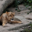 Lev pustinn - ZOO Amsterdam