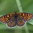 hndsek jitrocelov (Melitaea athalia)