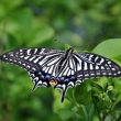 Papilio thoas - ZOO Amsterdam