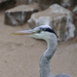 ZOO Amsterdam