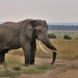 Kea - Masai Mara - Slon africk (Loxodonta africana)