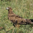 Tanznie - NP Serengeti - Orel okrov (Aquila rapax)