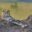 Kea - Masai Mara - Gepard thl (Acinonyx jubatus)
